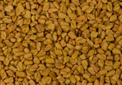 Sesame Seed (Ella)
